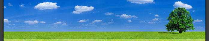 google page one image of trees
